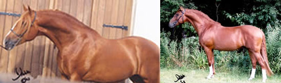 DIEGO MC - Pure Spanish Chestnut Sabino Stallion